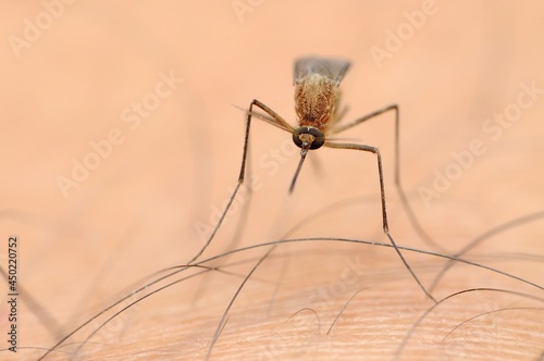 Focus selection photo, a mosquito on the skin surface.