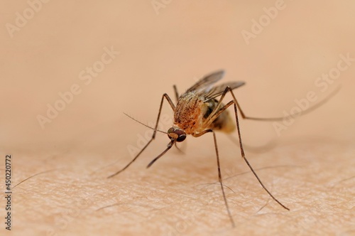 Focus selection photo, a mosquito on the skin surface.