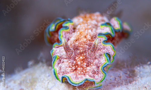 Girdled Glossodoris (Glossodoris acosti) close up nudibranch or sea slug at Gili Trawangan Lombok, Indonesia. photo