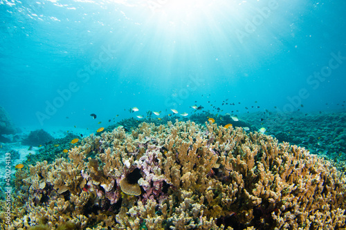 Coral Reef and Tropical Fish in sun rays in blue ocean, Raja Ampat, Indonesia. 