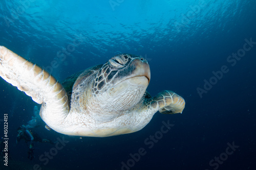 Green Sea Turtle close up over coral reef in Indo Pacific Ocean, Indonesia. 