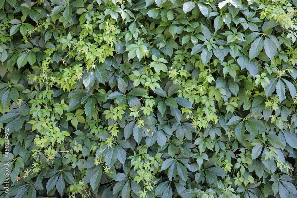 Photo background with rich thick growth of Virginia Creeper Ivy leaves with interwoven vines of assorted shades of green Photo background with rich thick growth of Virginia Creeper Ivy leaves with interwoven vines of assorted shades of green