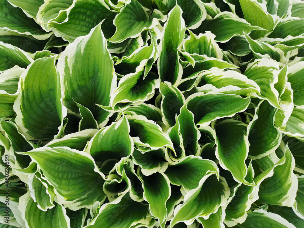Obraz premium Large green hosta leaves with a white border, top view, in the Botanical garden of St. Petersburg.