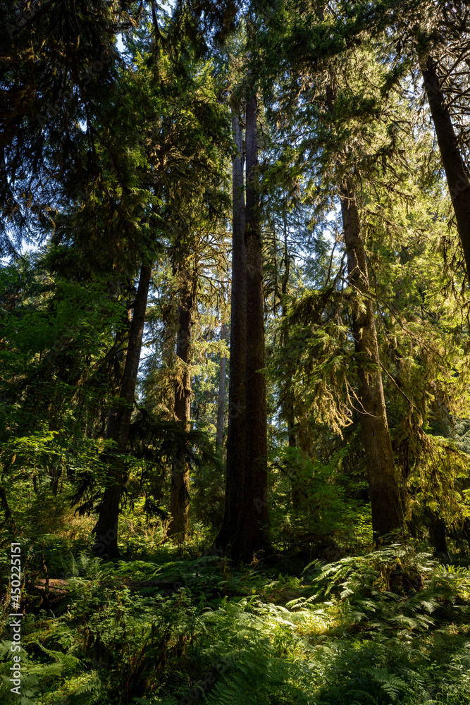 tall pine in the mossy rainforests of olympic national park