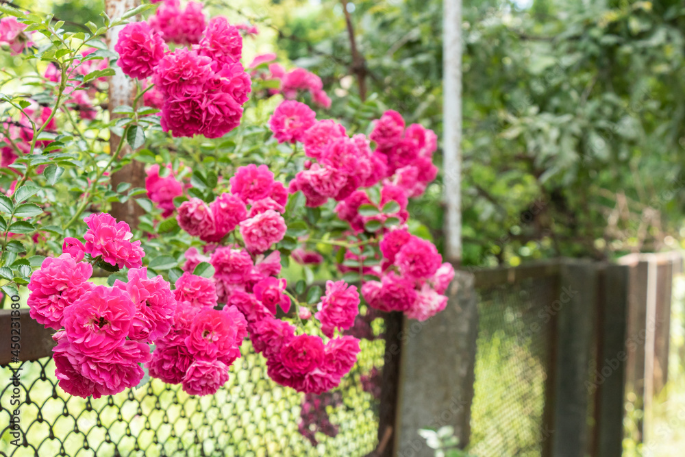 Climbing pink roses wrapped around a mesh metal fence with barbed wire Climbing pink roses wrapped around a mesh metal fence with barbed wire