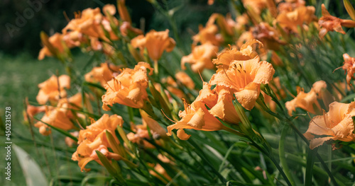 Canvastavla dense thickets of orange lilies on a flower bed in the park
