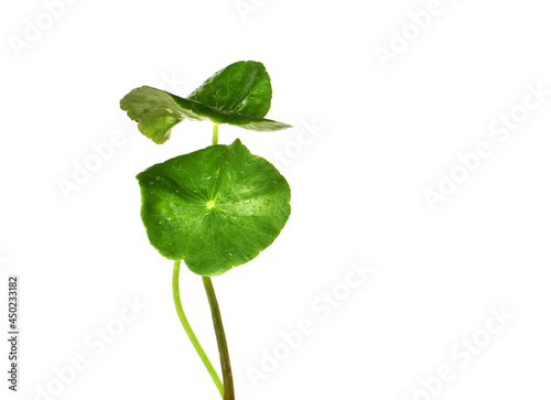 Gotu kola (Centella asiatica) leaves with water droplets isolated on white background.