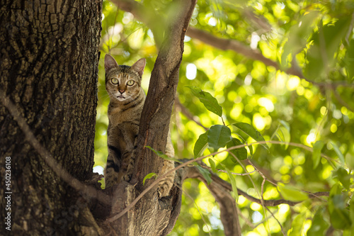 wild nature cat sitting on the tree in the forest. Pet playing outdoor in nature environment.