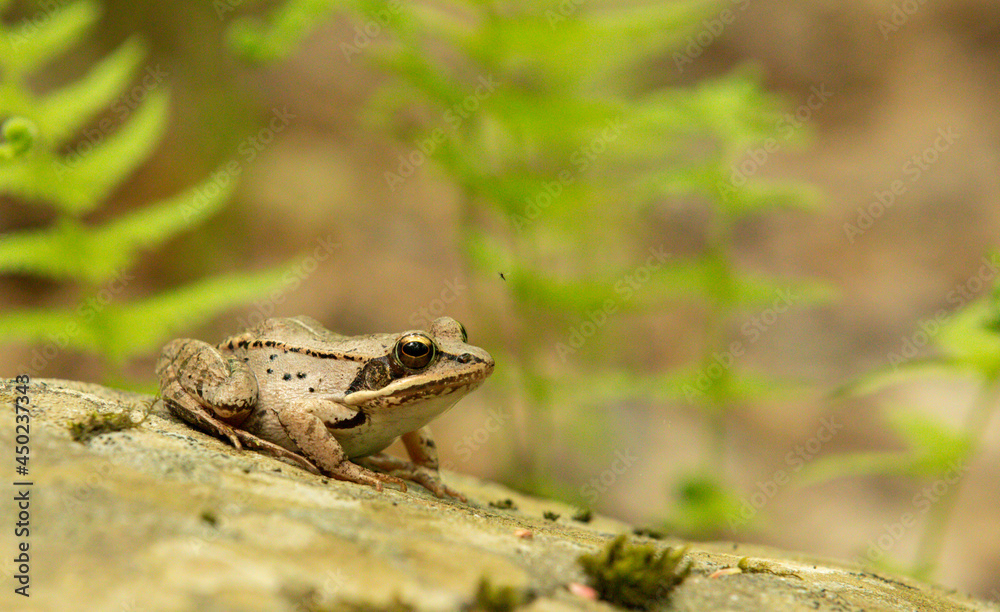 Gros plan sur une grenouille avec taches noires assis sur une roche en été avec verdure en arrière plan Gros plan sur une grenouille avec taches noires assis sur une roche en été avec verdure en arrière plan