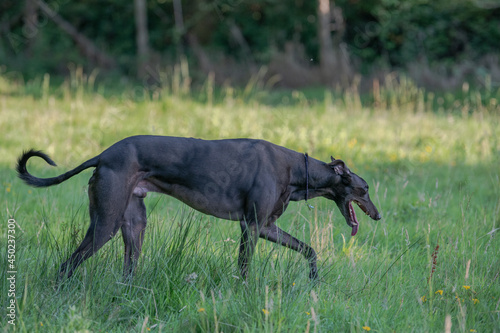 black greyhound walking in a field in the evening