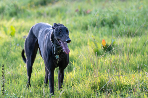 black greyhound standing in a meadow panting