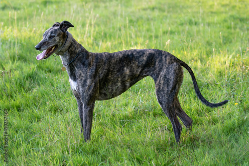 brindle greyhound standing in a field panting with a cute expression