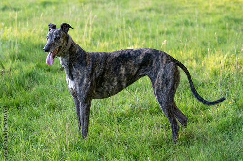 brindle greyhound standing in a field panting with tongue out © David
