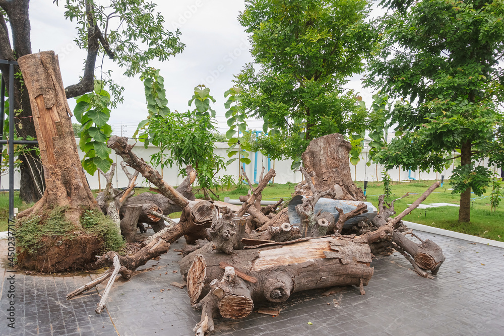 Piles of logs were cut down into smaller pieces and stacked from trees and stumps were left on the ground to organize and decorate the public garden to be beautiful. Pile of wood that has been cut. Piles of logs were cut down into smaller pieces and stacked from trees and stumps were left on the ground to organize and decorate the public garden to be beautiful. Pile of wood that has been cut.
