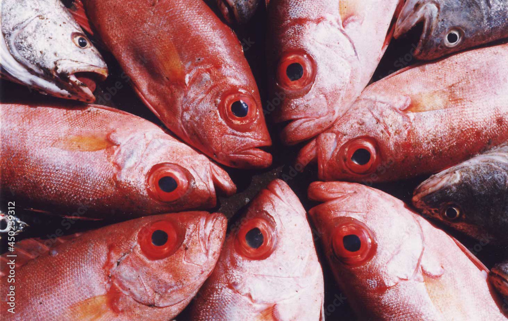 fresh fish on market stall fresh fish on market stall
