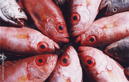 fresh fish on market stall