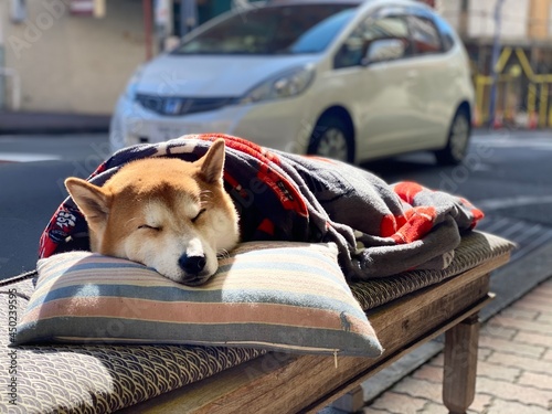 Fotobehang Sleeping Shiba Dog In Blanket