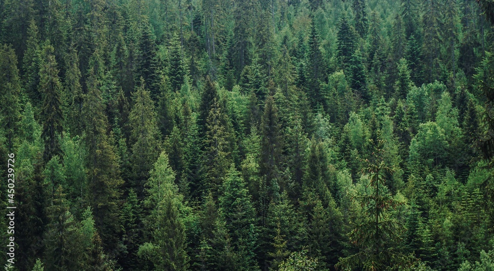 High Angle View Of Pine Trees In Forest - obrazy, fototapety, plakaty 