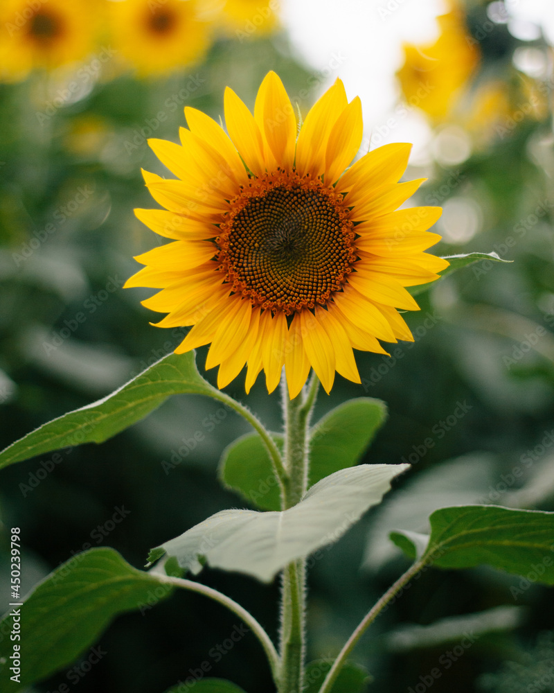 Sunflower in Field 5