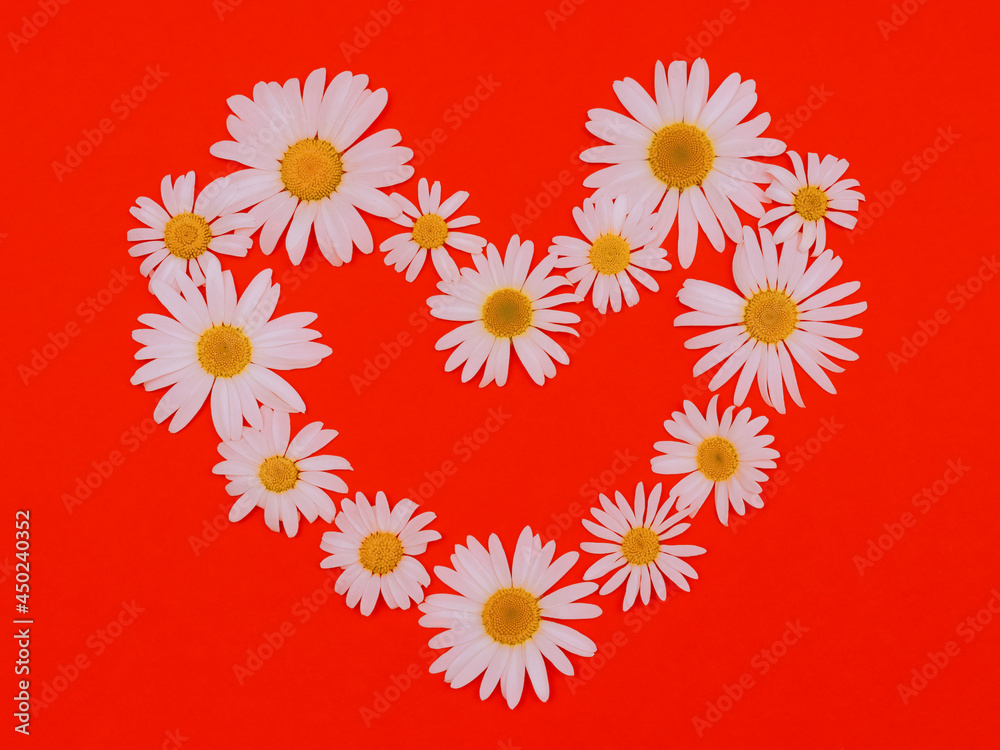 Chamomile heart on red background. Valentine day card concept. Symbol of true love. Floral pattern from Matricaria chamomilla