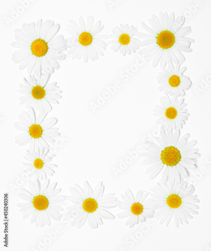 Rectangular frame of Chamomile flowers on a white background. Valentine day postcard concept. Symbol of true love. Daisy floral pattern
