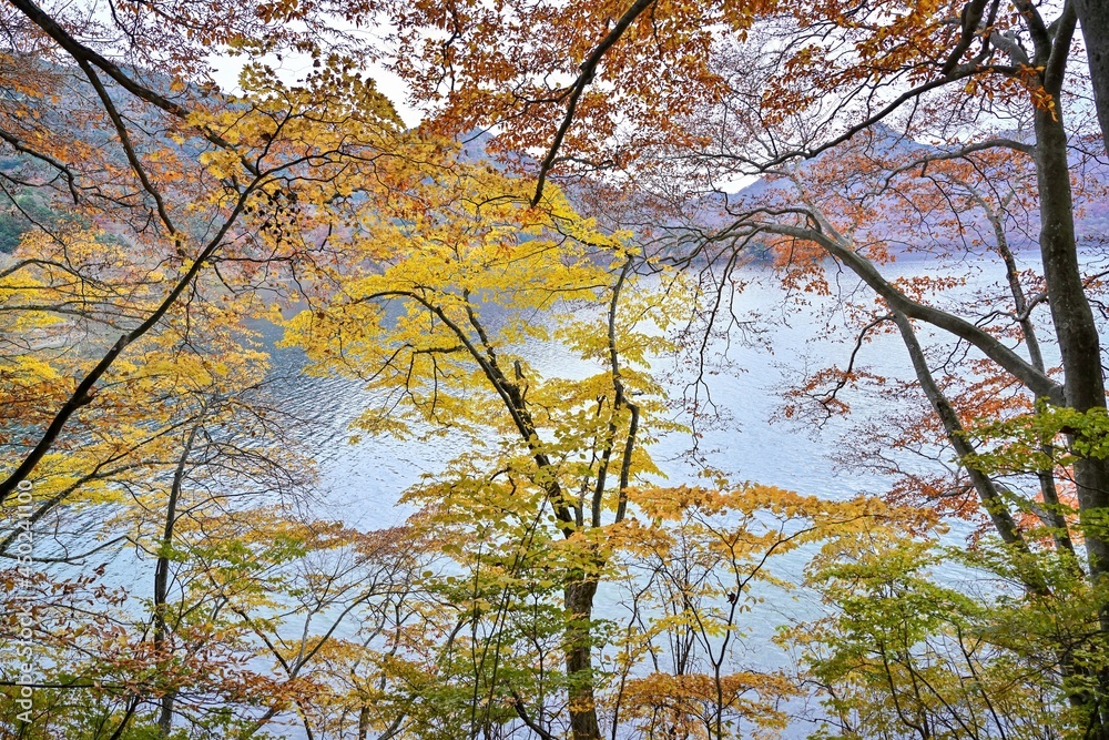遊歩道から見たカラフルな紅葉と中禅寺湖のコラボ情景@栃木 遊歩道から見たカラフルな紅葉と中禅寺湖のコラボ情景@栃木