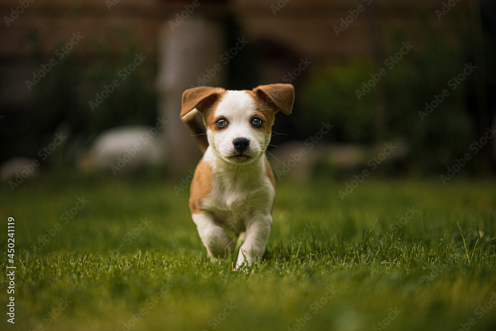 jack russell terrier puppy jack russell terrier puppy