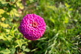 ‌Close up of zinnia flower in purple color with blurred background