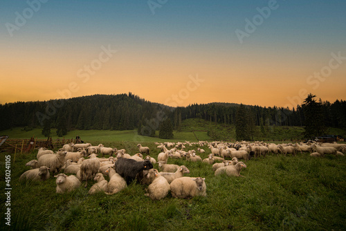 flock of sheep on a meadow