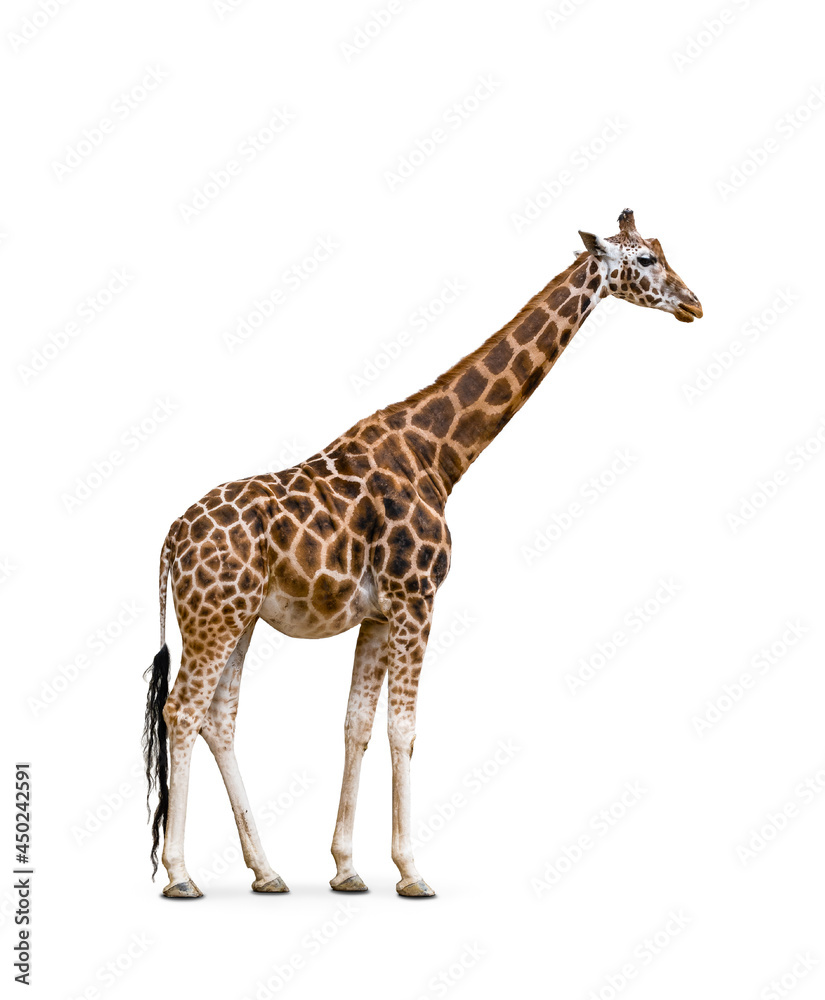 Side view of giraffe isolated on white background.  - obrazy, fototapety, plakaty 