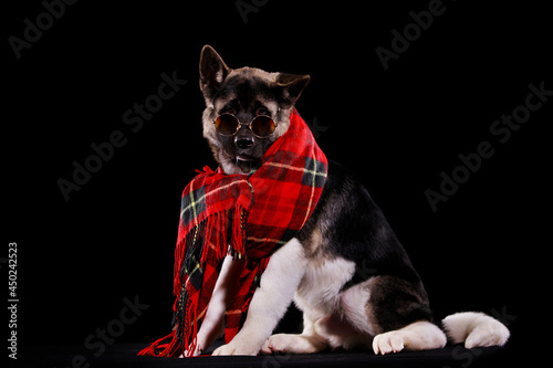 Portrait of a American Akita, sitting in full growth in the studio against a black background. The pet has sunglasses on its eyes, and a red checkered scarf is wrapped around its neck. Close up.