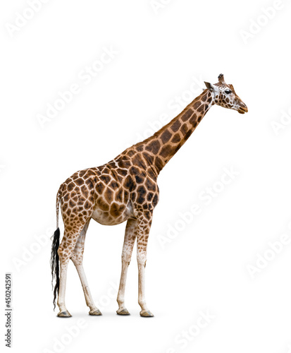 Side view of giraffe isolated on white background.  photo