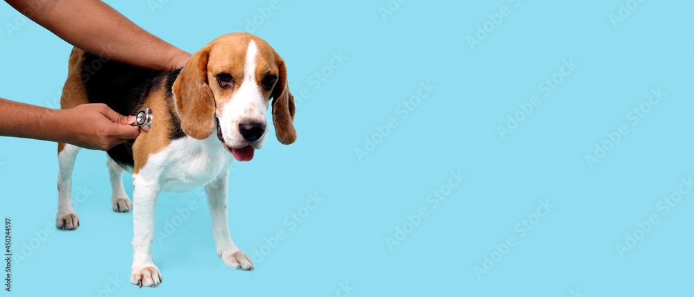 beagle dog with stethoscope as veterinarian on blue background in studio With copy space. beagle dog with stethoscope as veterinarian on blue background in studio With copy space.