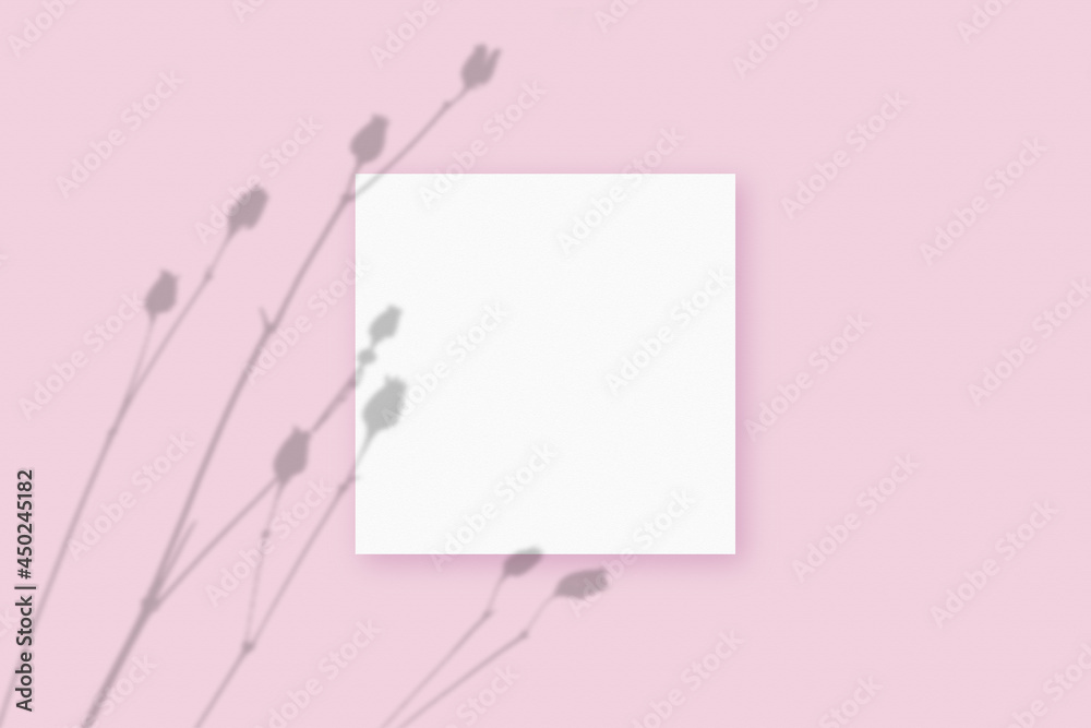 Natural light casts shadows from the plant on square sheet of white paper lying on a pink textured background. Mockup