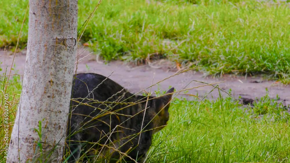 The cat hunts, attacks and then plays The cat hunts, attacks and then plays