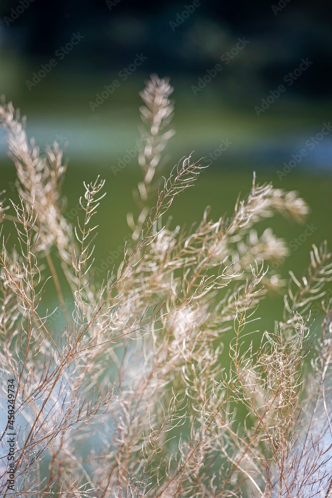 delicate fluffy brown plant on a natural blurred background,