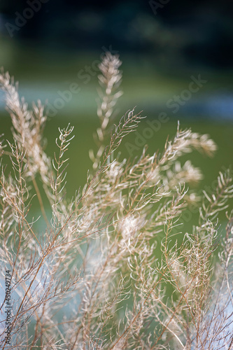 delicate fluffy brown plant on a natural blurred background 