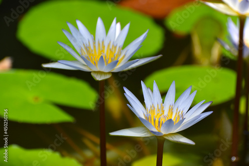水辺で咲く熱帯睡蓮 ドーベンの青色の花