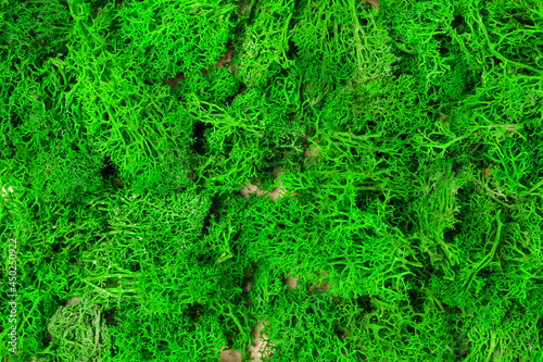 Green sea moss texture background close-up. Selective focus