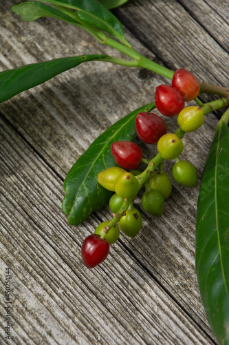 Prunus laurocerasus with green and red berries on branch close-up