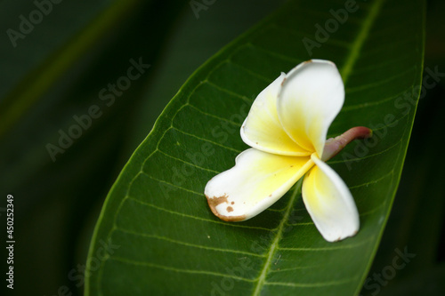 White frangipani (also called plumeria or temple tree) flower lying on a leaf