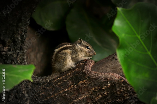 Close-up of an Indian palm squirrel sitting on the branch of a wild almond tree, surrounded by leaves 