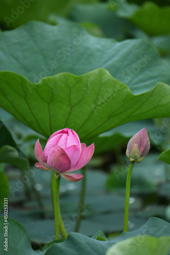 蓮の花