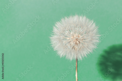 White fluffy dandelion in sunlight on green background with copy space. Delicate flower with shadow close up