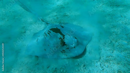 Close-up of Stingray looking for food in shallow water coral reef. Сowtail Weralli stingray (Pastinachus sephen) Camera moving forwards approaching the stingray. 4K-60pfs photo