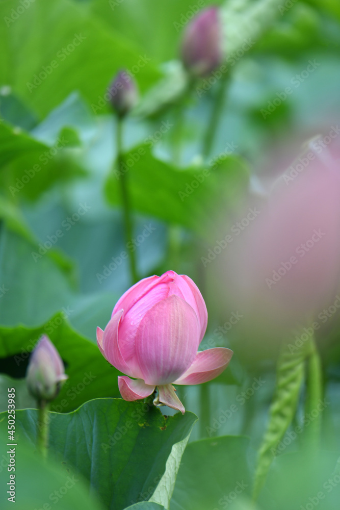 蓮の花