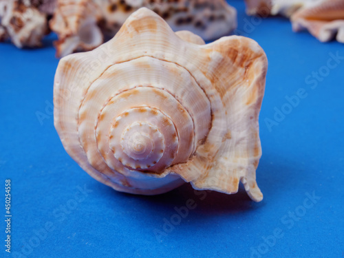 High viewing angle, panoramic view of starfish and a lot of shells, on a blue background
