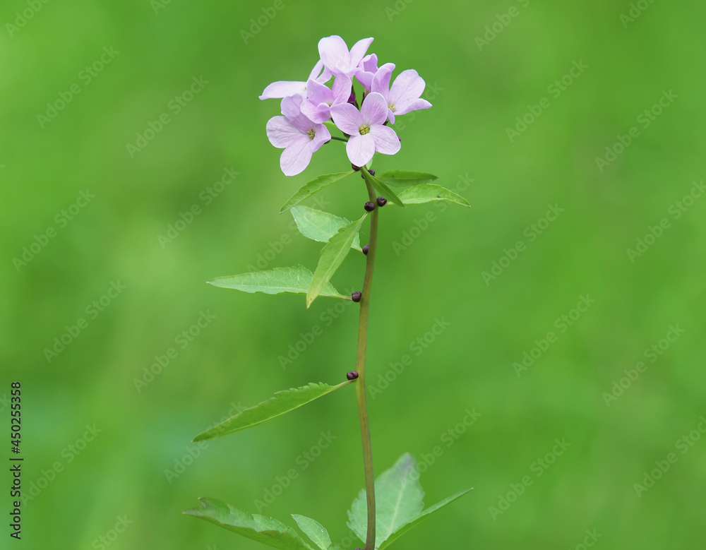 Pink flower of Coralroot Bittercress plant, Cardamine bulbifera Pink flower of Coralroot Bittercress plant, Cardamine bulbifera