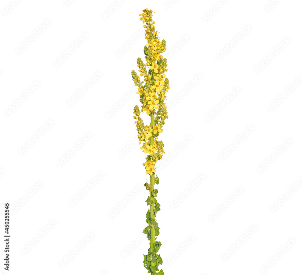 Naklejka premium Yellow flower of Hungarian or showy mullein isolated on white, Verbascum speciosum