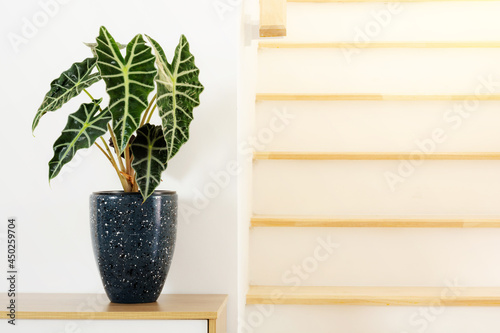 Alocasia Amazonica Sanderiana Plant in dark blue pot on woodtable in white home background. Alocasia sanderiana bull green leaves house plant air purifying minimal design. photo